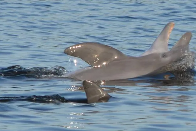 a group of dolphins in a body of water