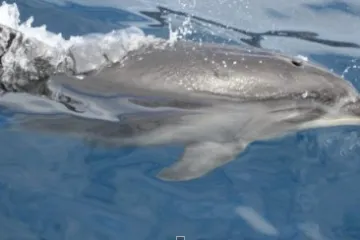 a dolphin jumping out of the water