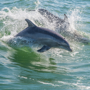 a dolphin jumping out of the water