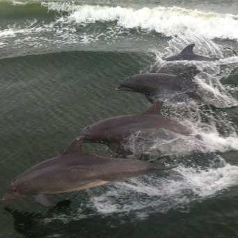 a group of dolphins jumping out of the water
