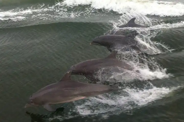 a group of dolphins jumping out of the water