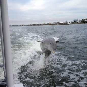 a dolphin jumping out of the water next to a boat