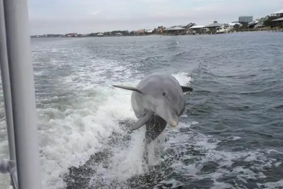a dolphin jumping out of the water next to a boat